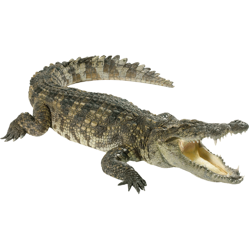 Alligators  Transparent Clipart