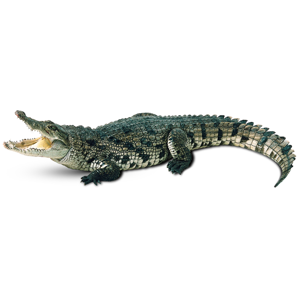 Alligators  Transparent Gallery