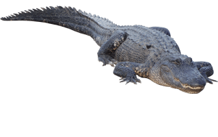 Alligators PNG
