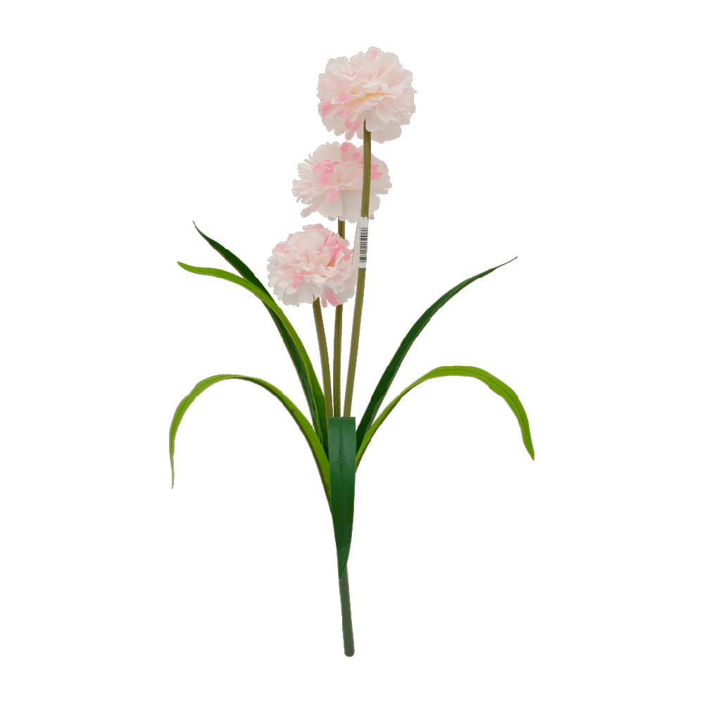 Allium Flower Transparent Image