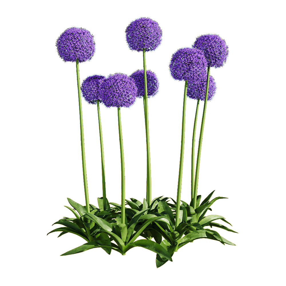 Allium Flower Transparent Photo