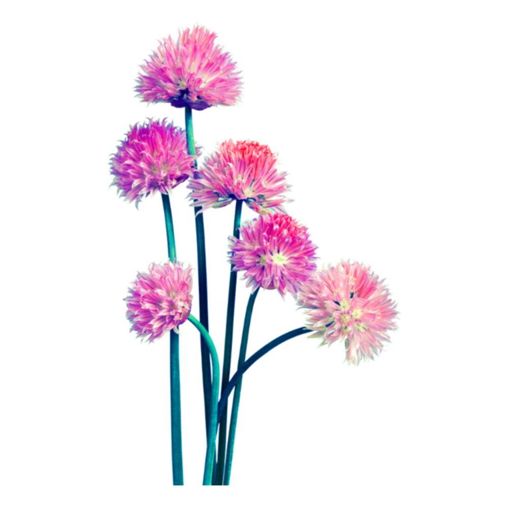 Allium Flower Transparent Picture