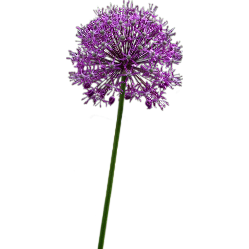 Allium Flower Transparent Clipart