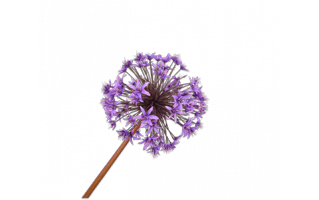 Allium Flower PNG
