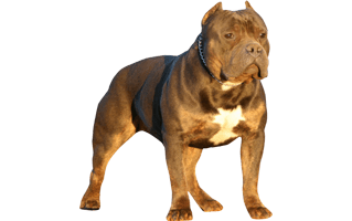 American Bully PNG