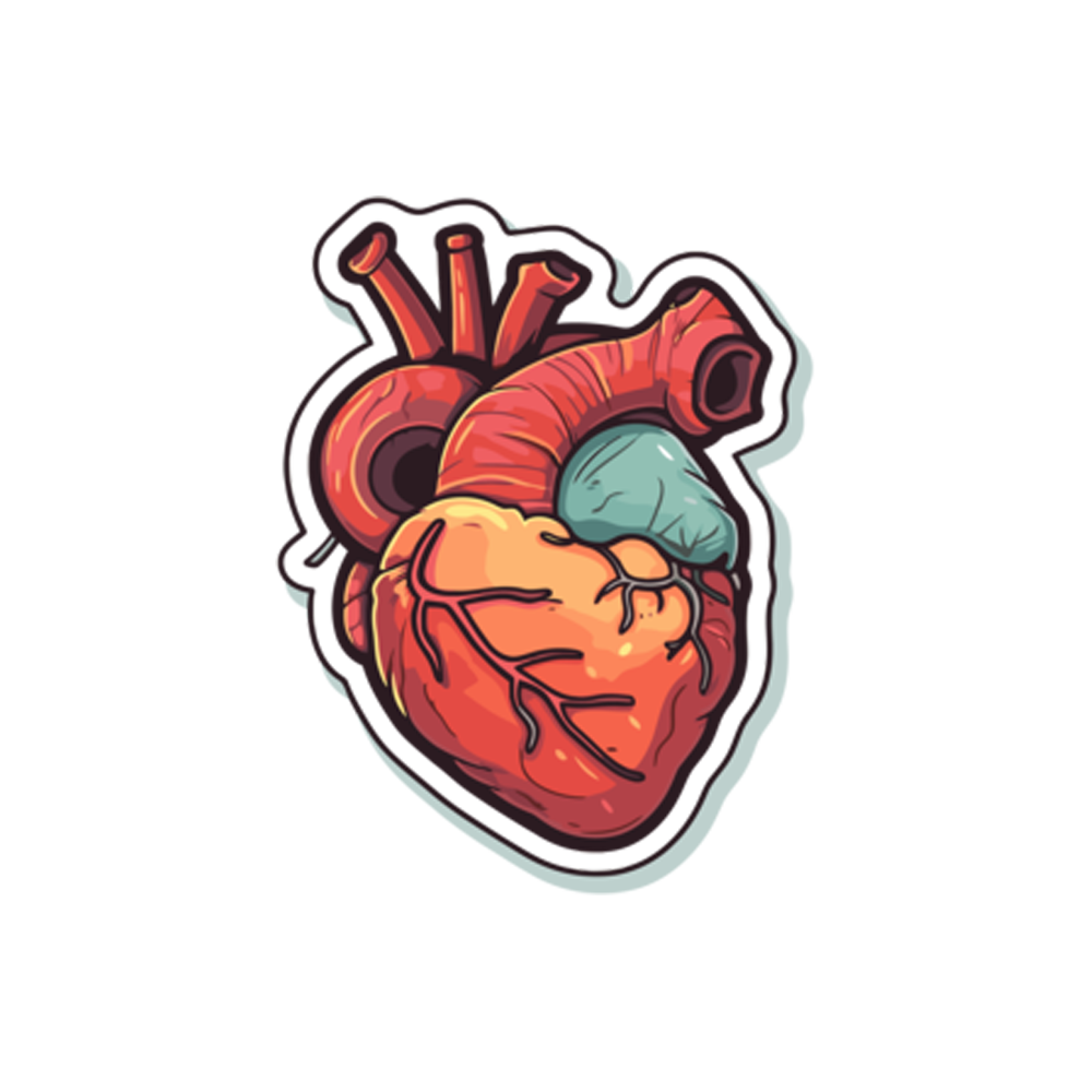 Anatomy Free Sticker Transparent Picture