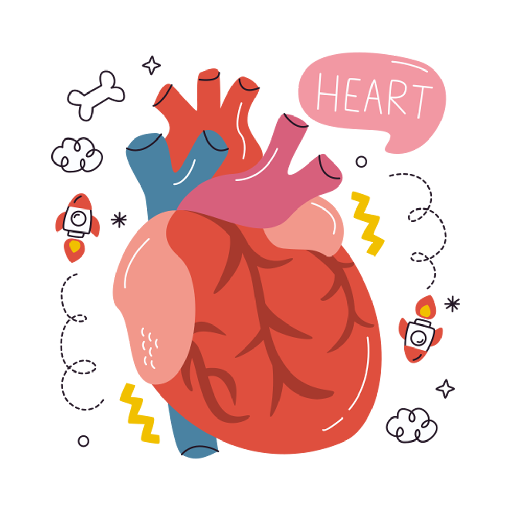 Anatomy Free Sticker Transparent Gallery