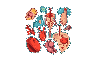 Anatomy Free Sticker PNG
