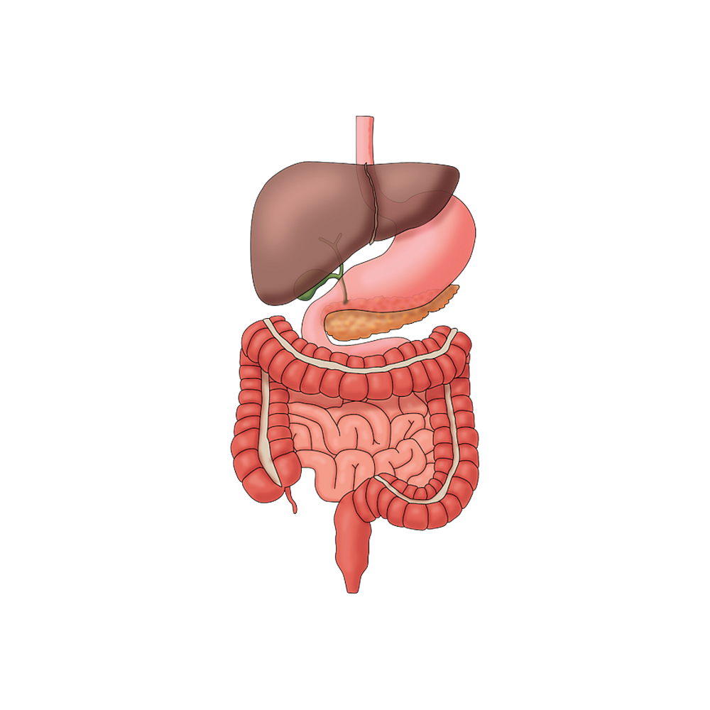 Anatomy Sticker Transparent Picture
