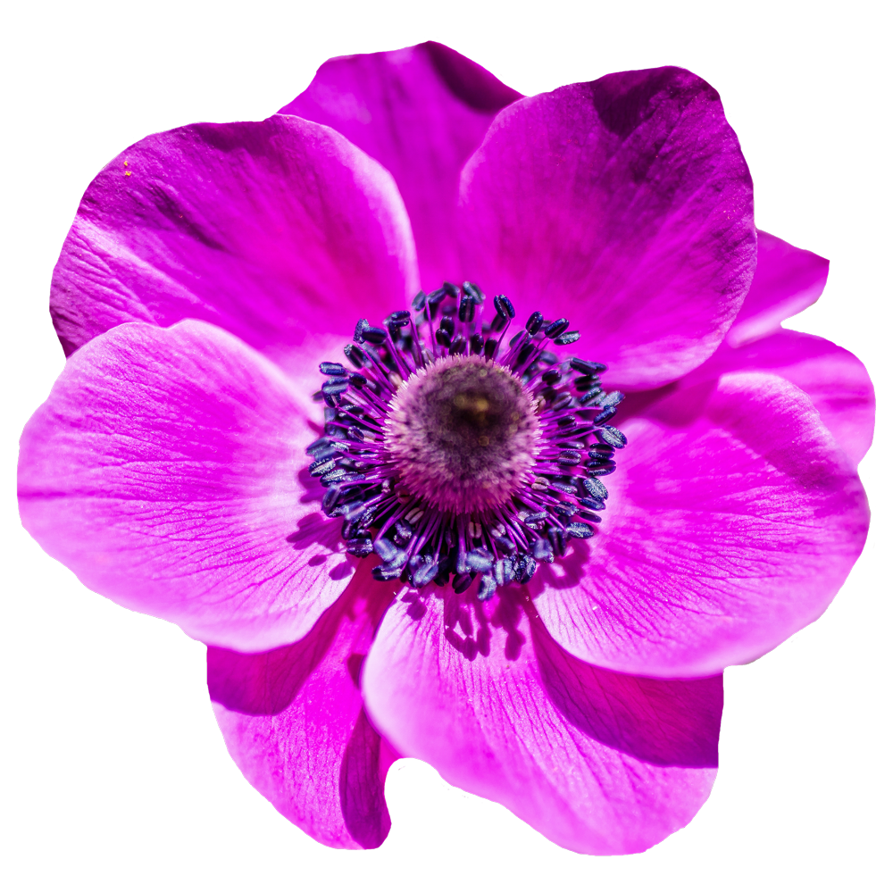 Anemone Flower Transparent Image