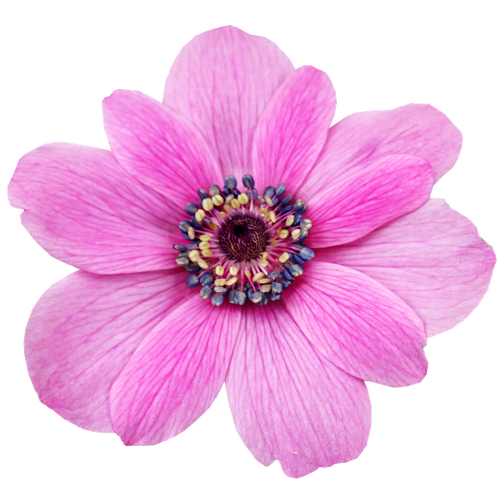 Anemone Flower Transparent Photo