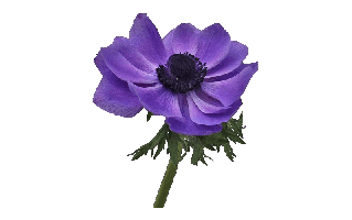 Anemone Flower PNG