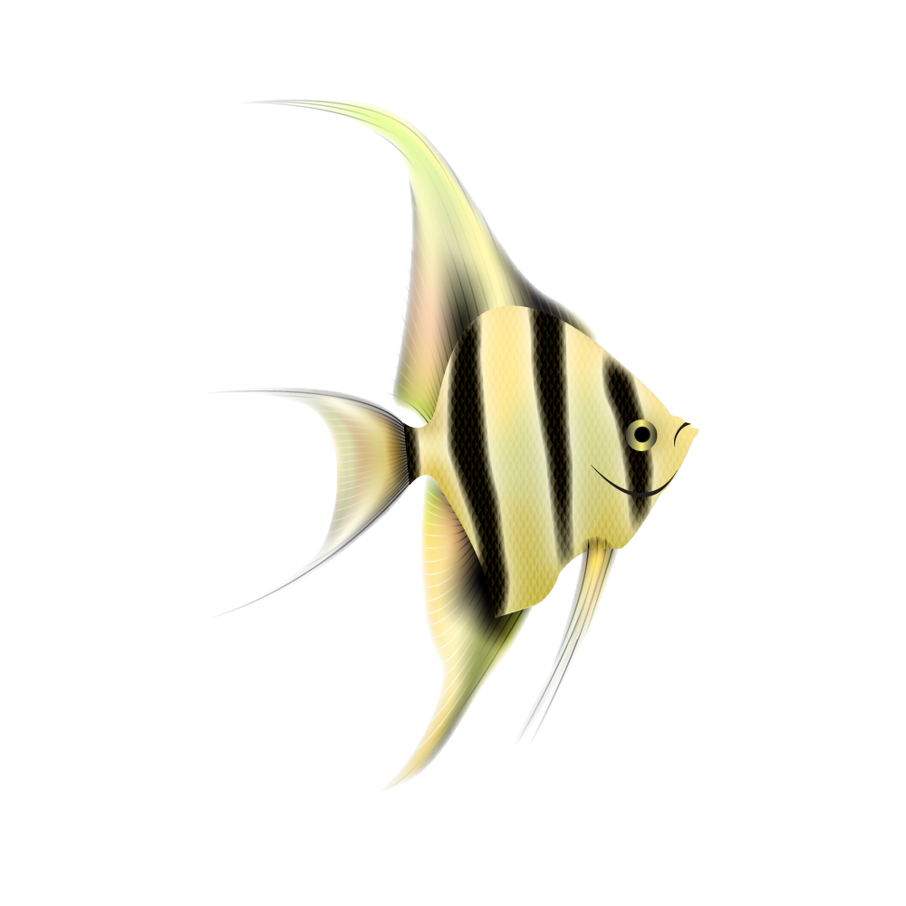 Angelfish Transparent Picture