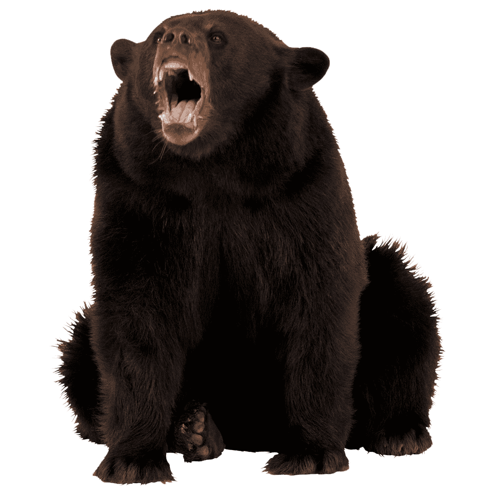 Angry Bear Transparent Picture