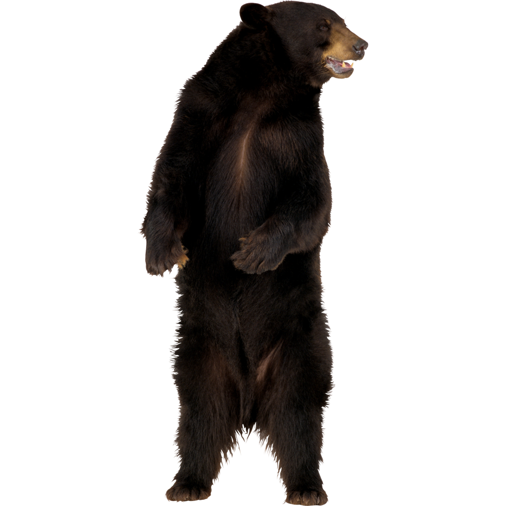 Angry Bear  Transparent Clipart