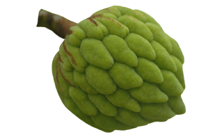 Annona PNG