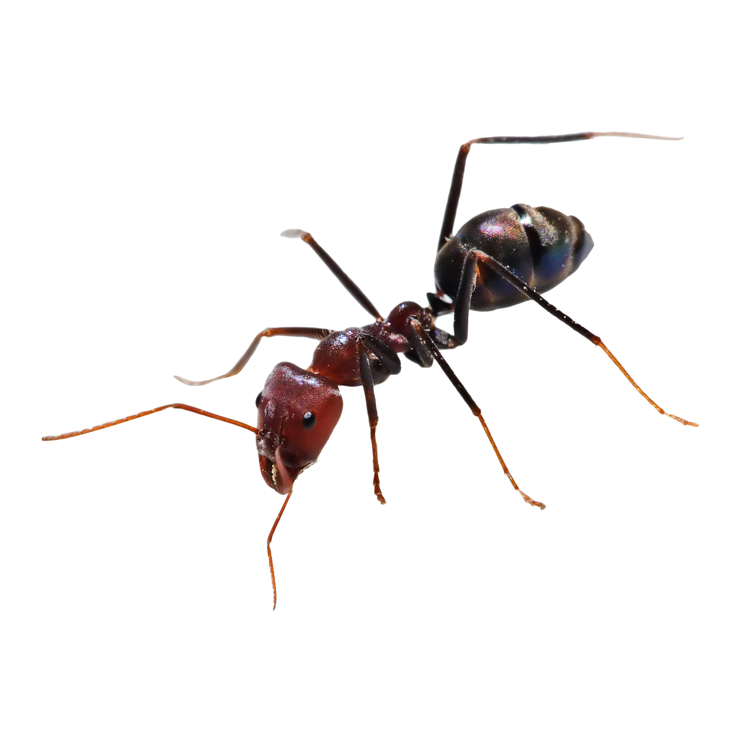 Ant Transparent Photo