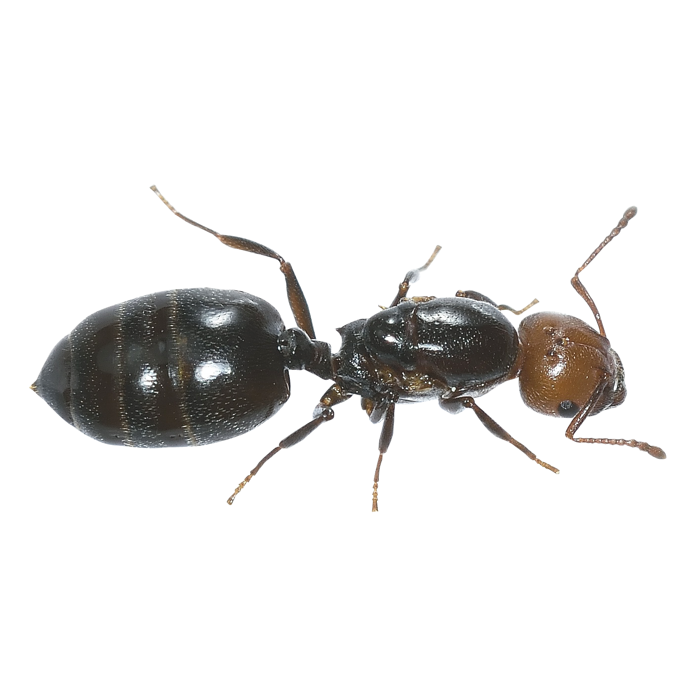 Ant Transparent Picture