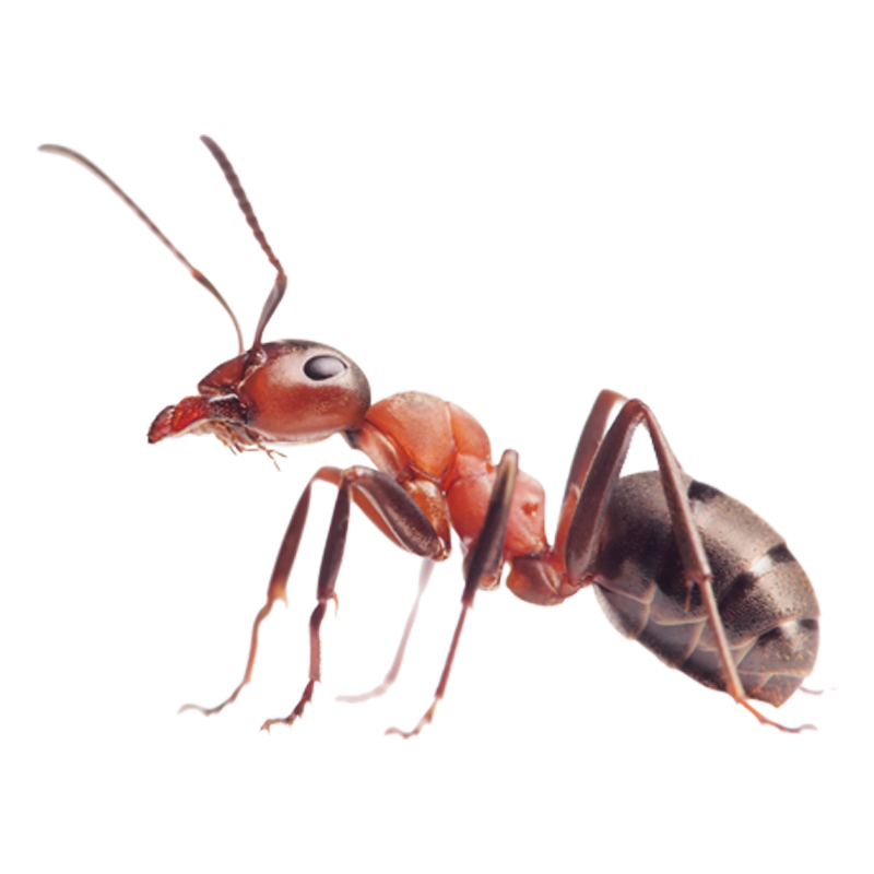 Ant Transparent Clipart