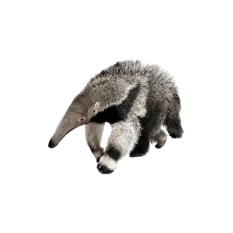 Anteater Transparent Picture