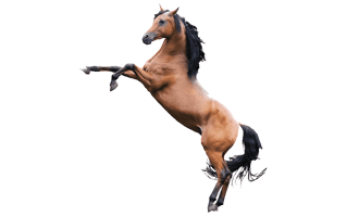 Arabian Horse PNG