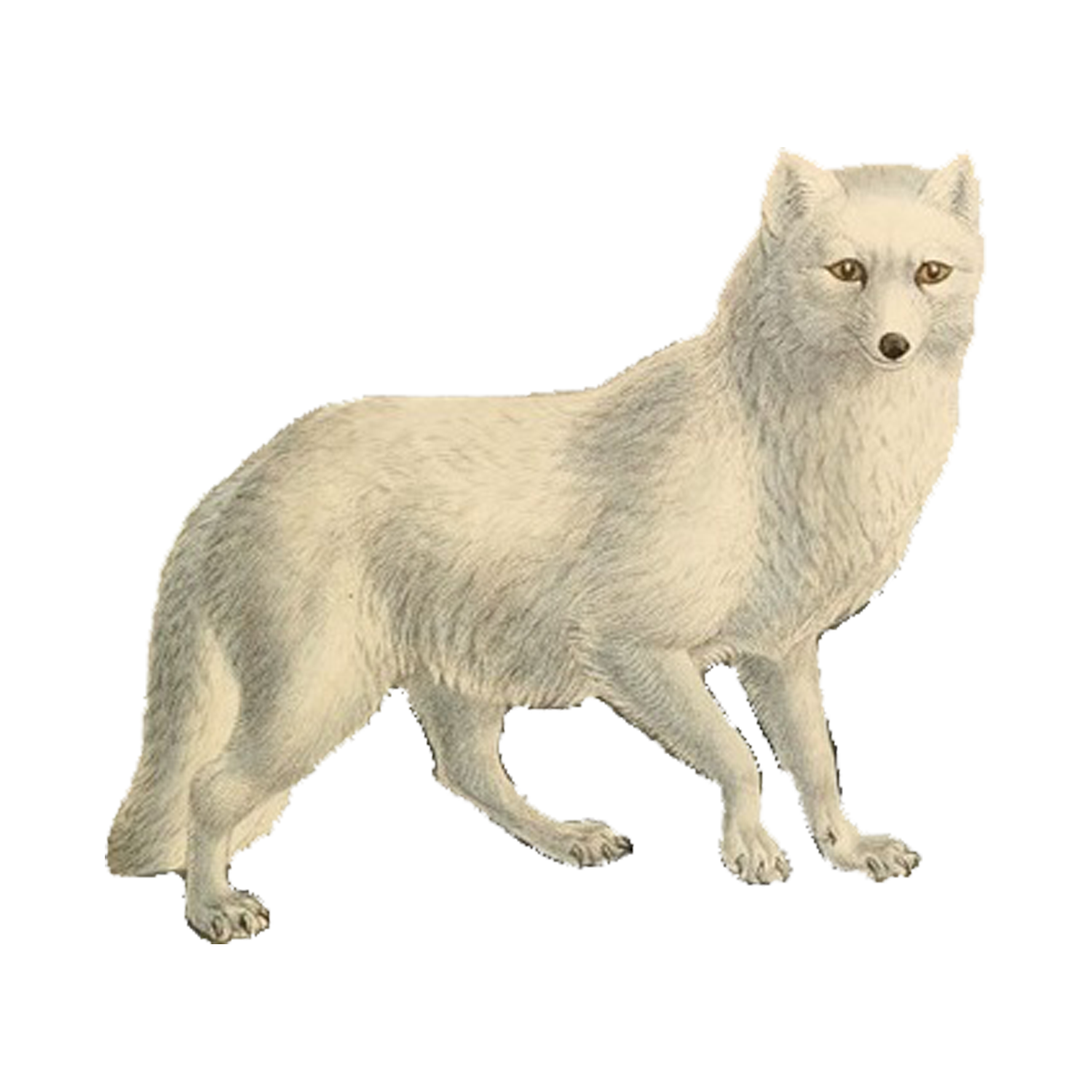Arctic Fox Transparent Clipart