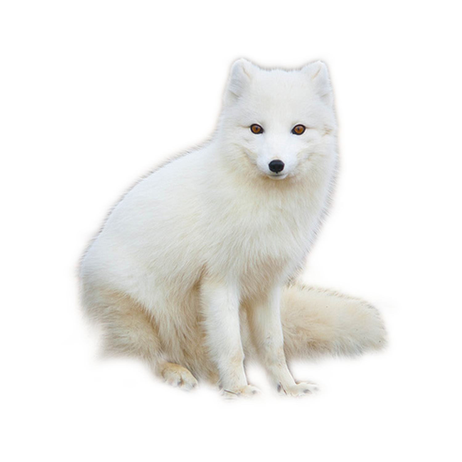 Arctic Fox Transparent Gallery
