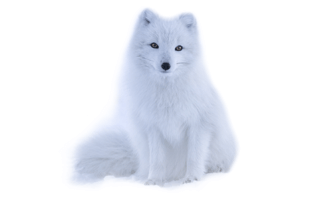 Arctic Fox now PNG
