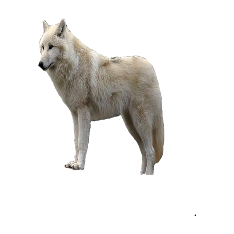 Arctic Wolf Transparent Image