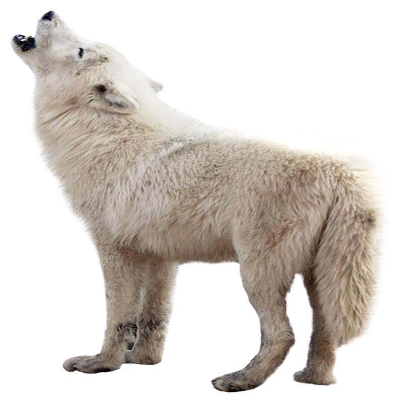 Arctic Wolf Transparent Photo