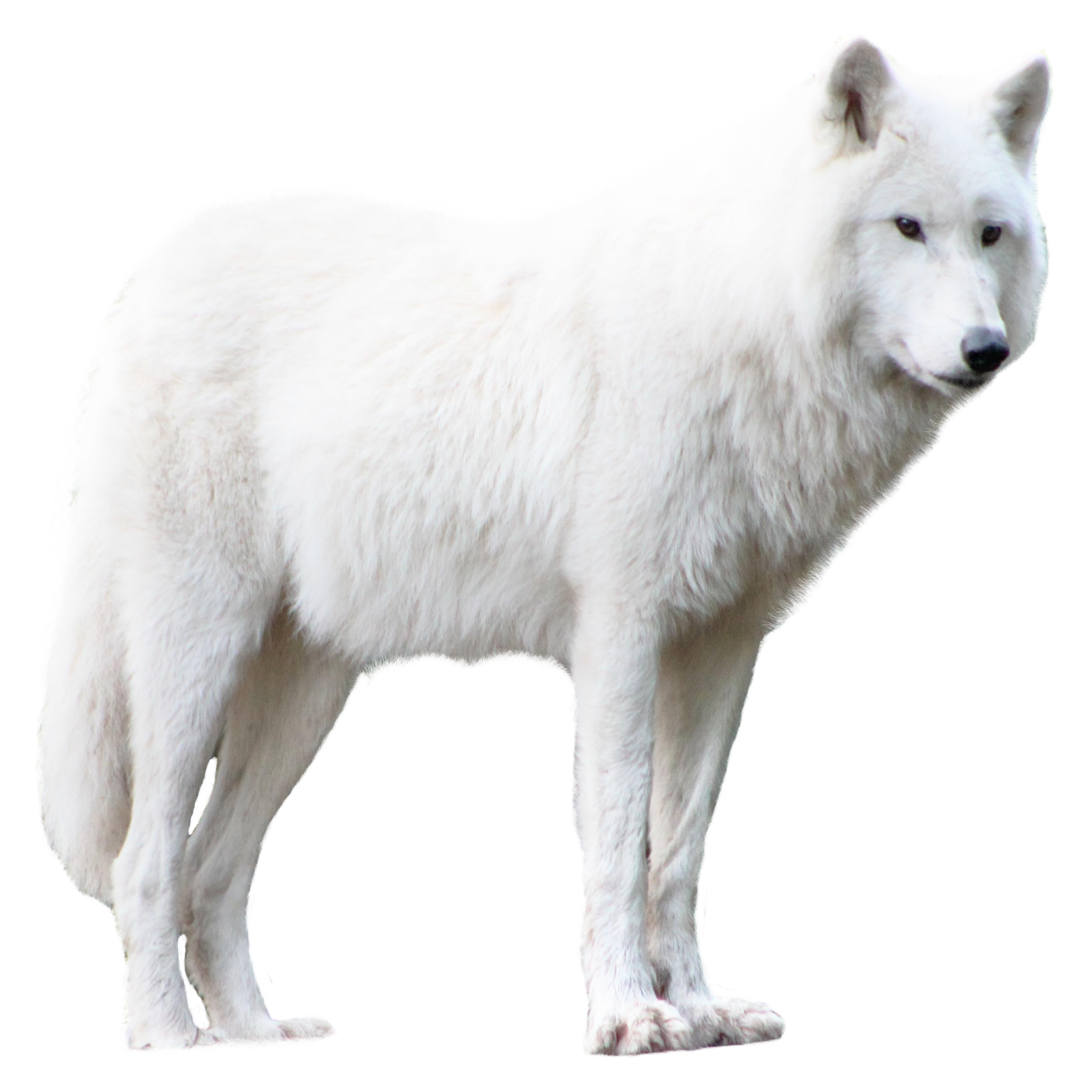 Arctic Wolf Transparent Picture