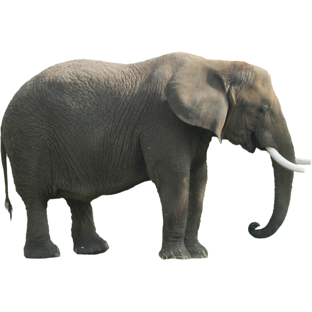 Asian Elephant Transparent Image