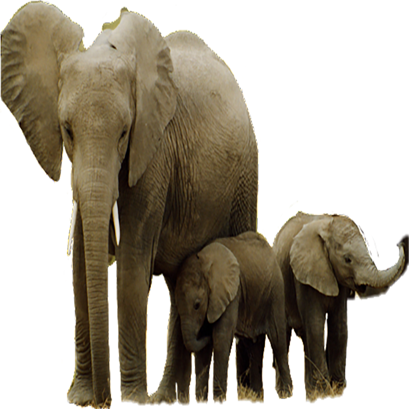 Asian Elephant Transparent Gallery