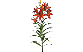 Asiatic Lily PNG