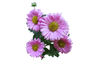 Aster PNG