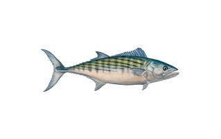 Atlantic Mackerel Fish PNG