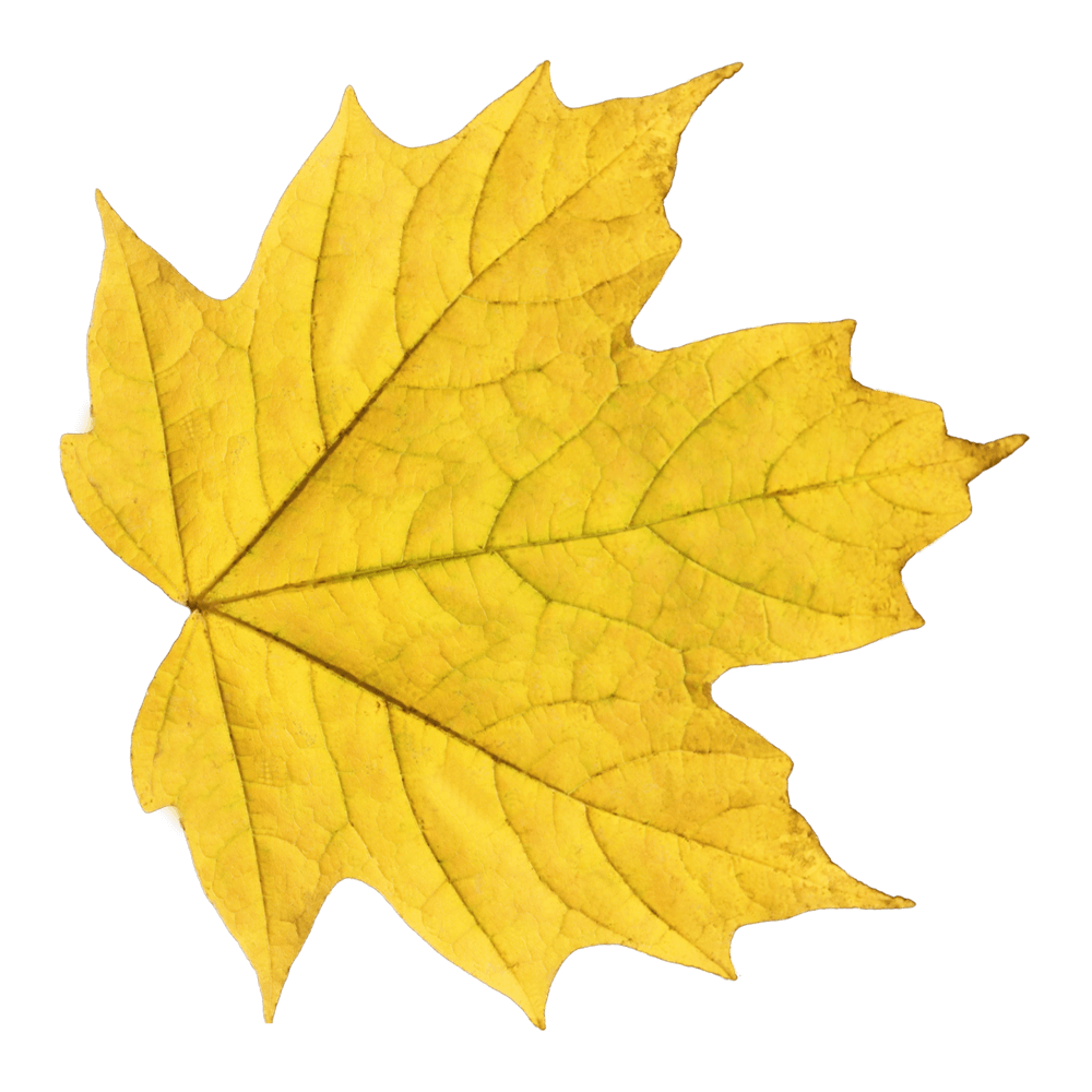 Autumn Leaf Transparent Image