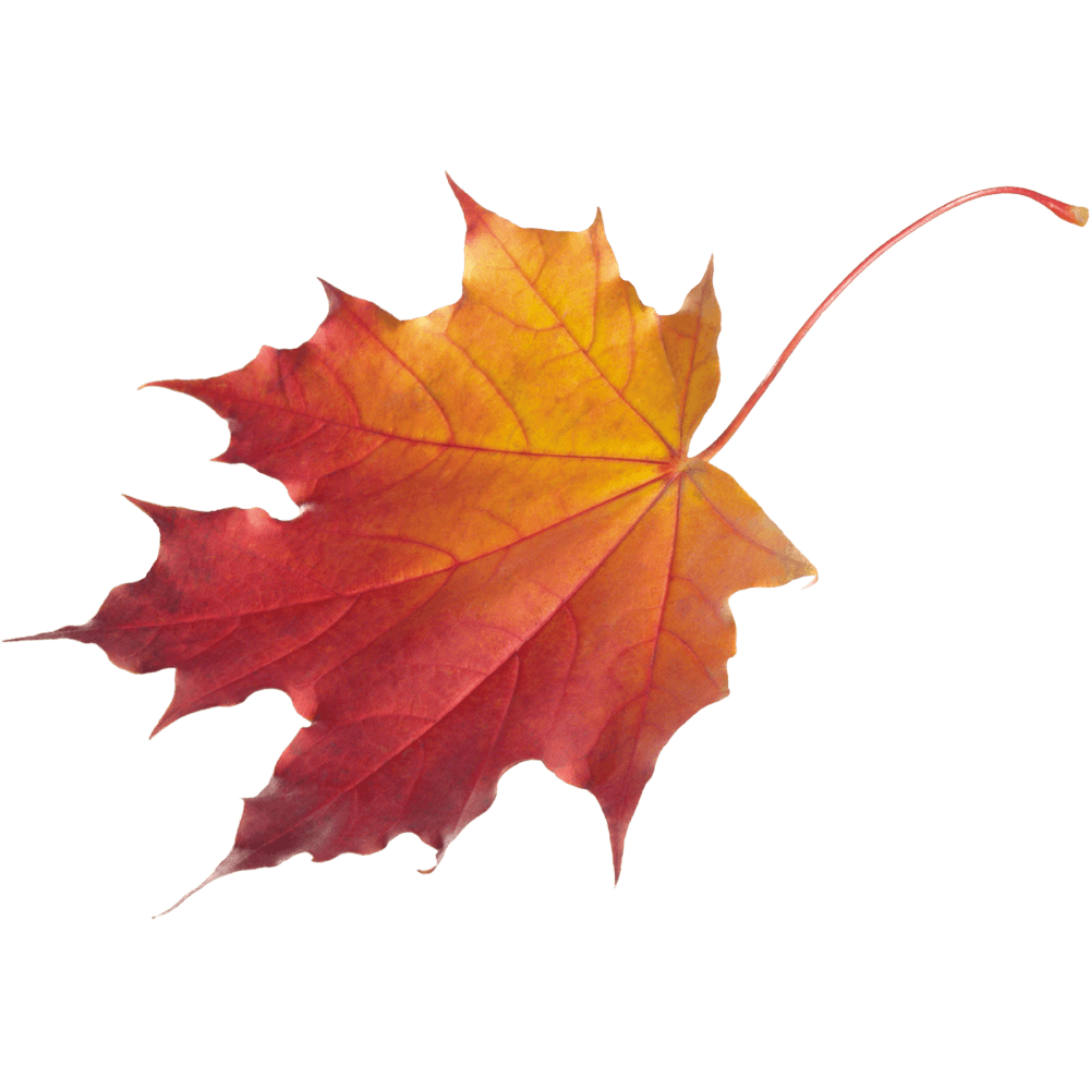 Autumn Leaf Transparent Photo