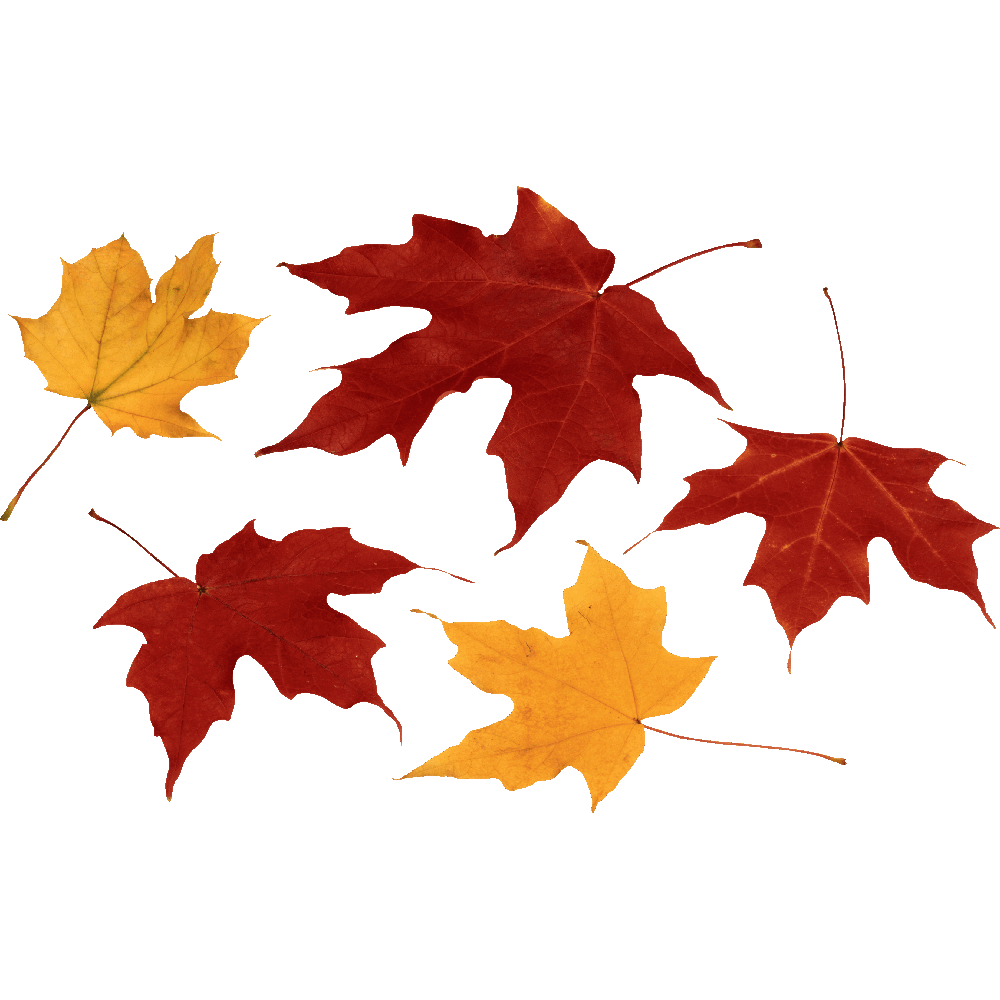 Autumn Leaf Transparent Clipart