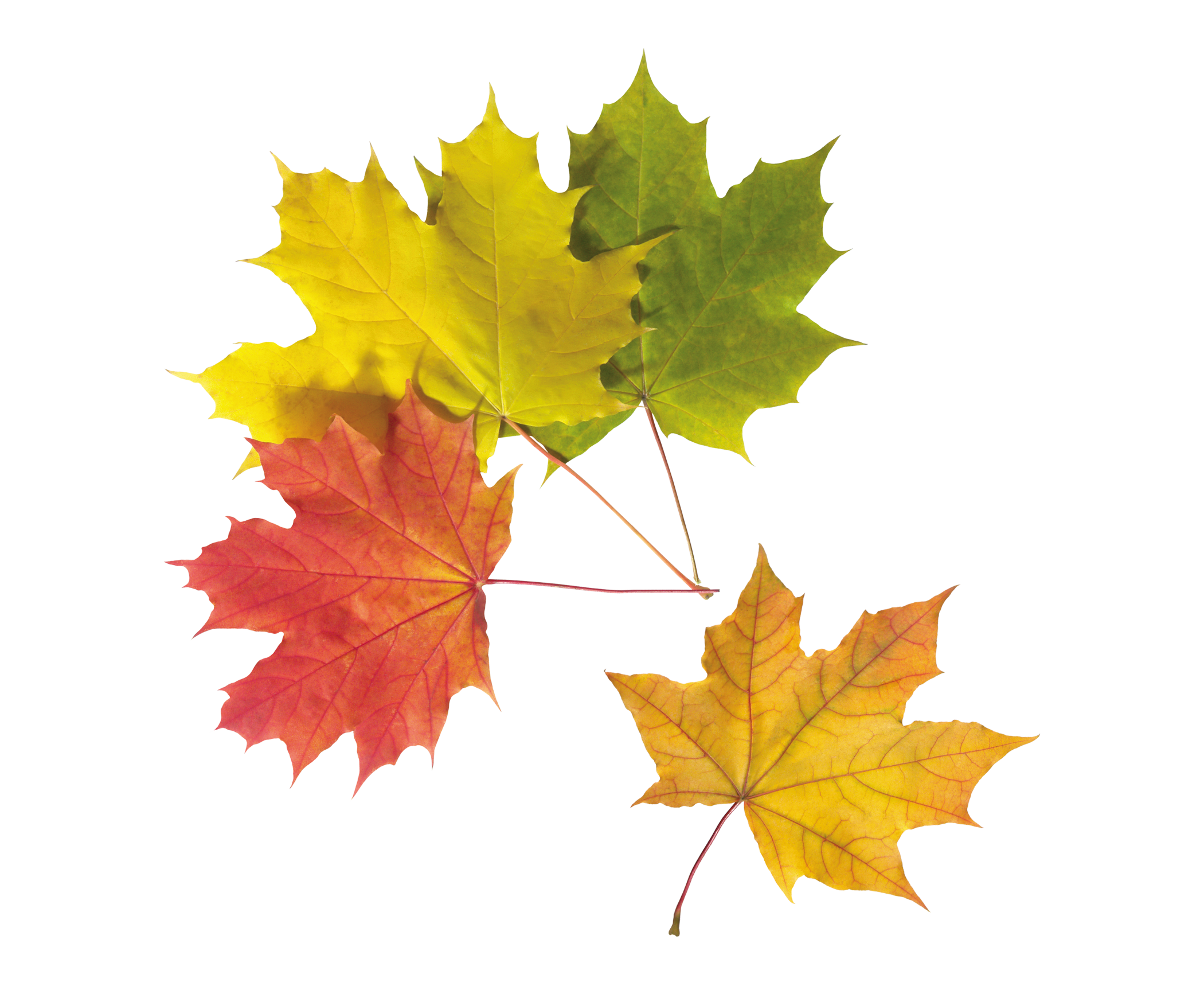 Autumn Leaves Transparent Images