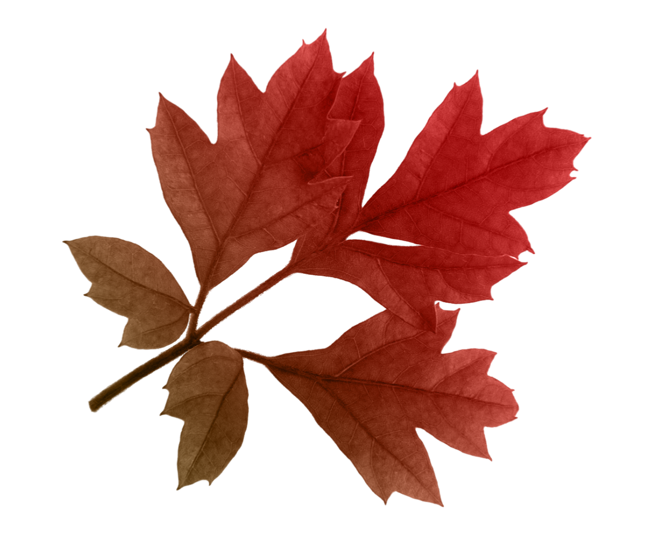 Autumn Leaves Transparent Figure