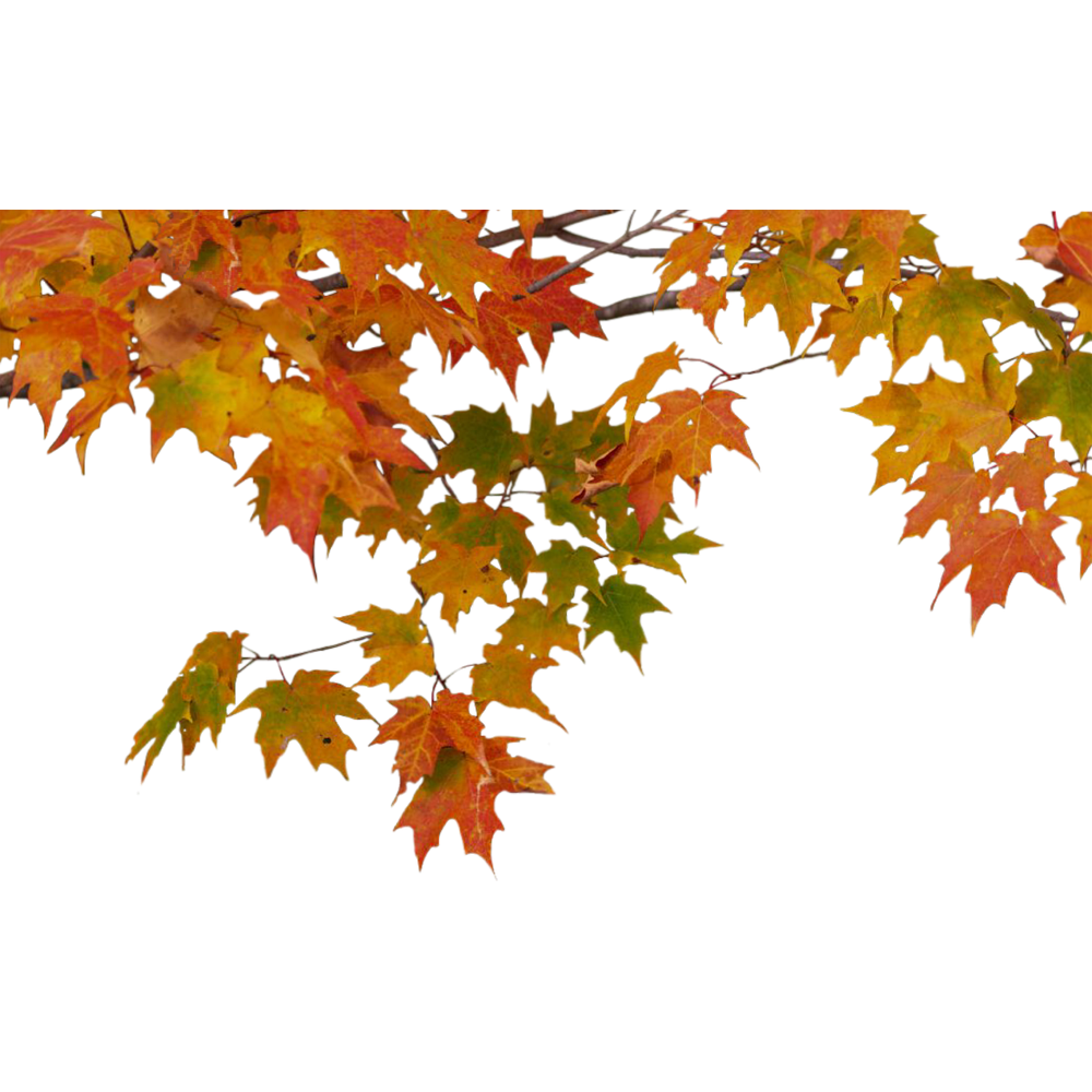 Autumn Tree Branch  Transparent Image
