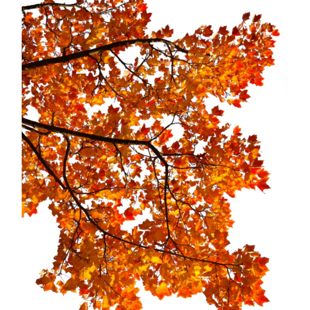 Autumn Tree Branch Transparent Picture