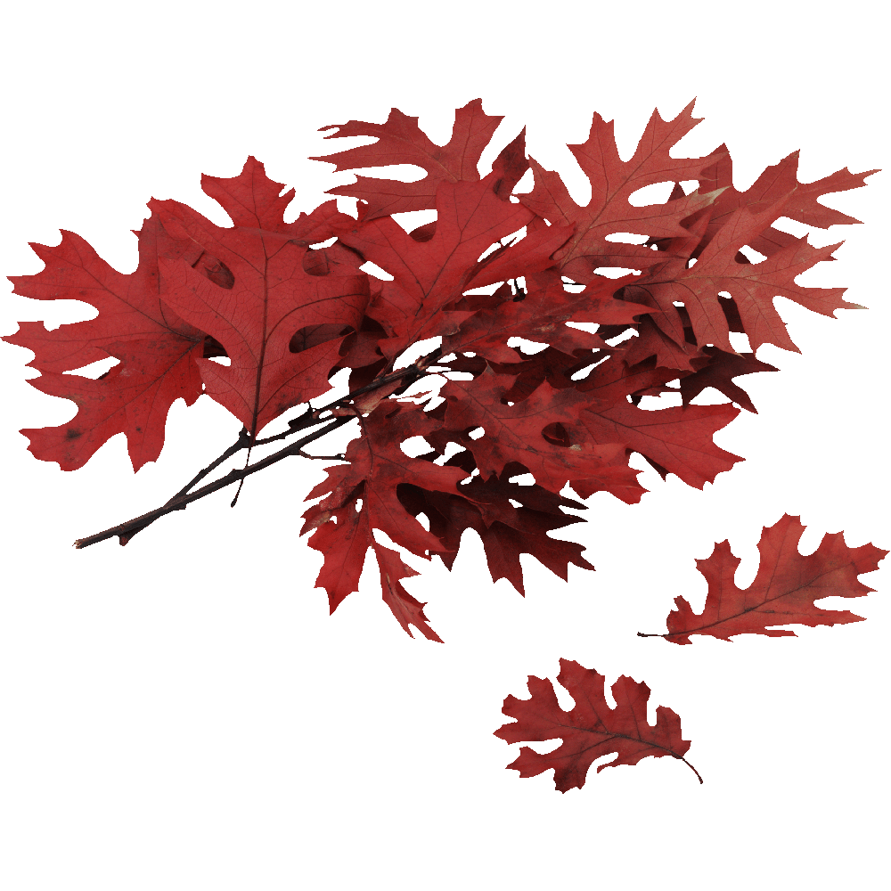 Autumn Tree Branch  Transparent Clipart