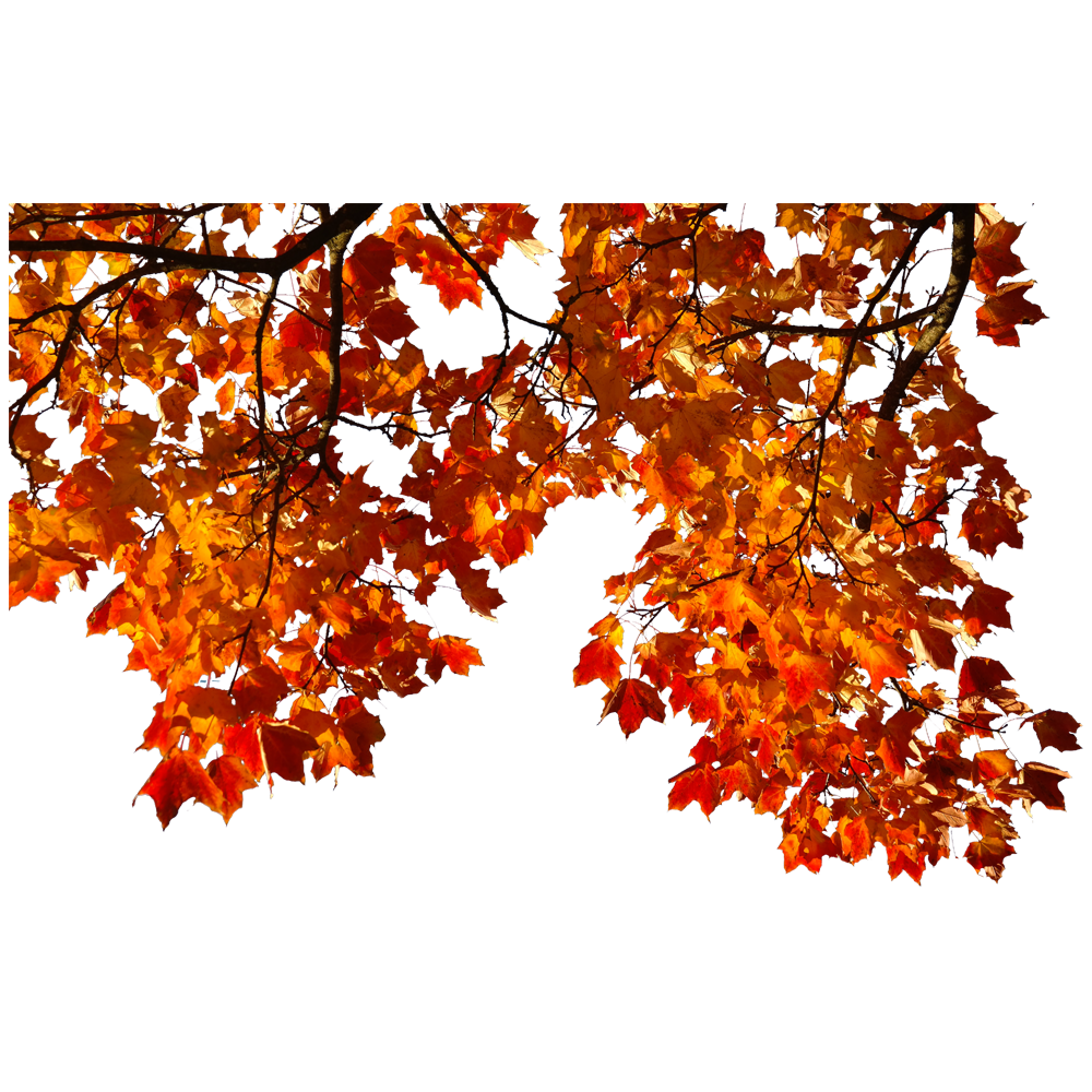 Autumn Tree Branch  Transparent Gallery
