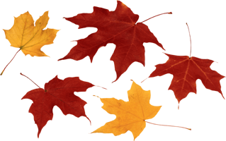 Autumn PNG