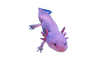 Axolotl PNG