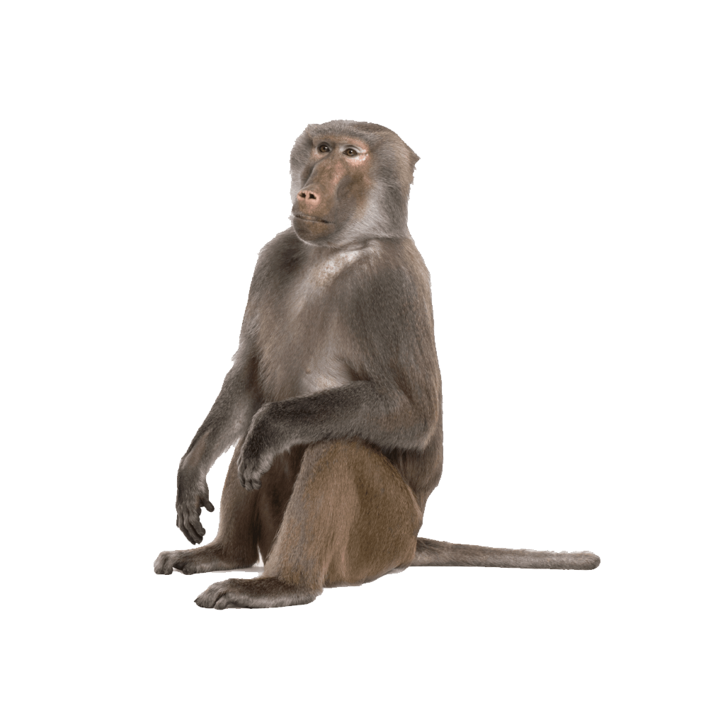 Baboon  Transparent Image