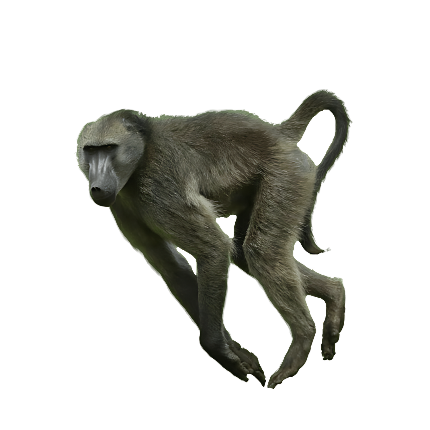 Baboon Transparent Picture