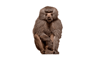 Baboon PNG